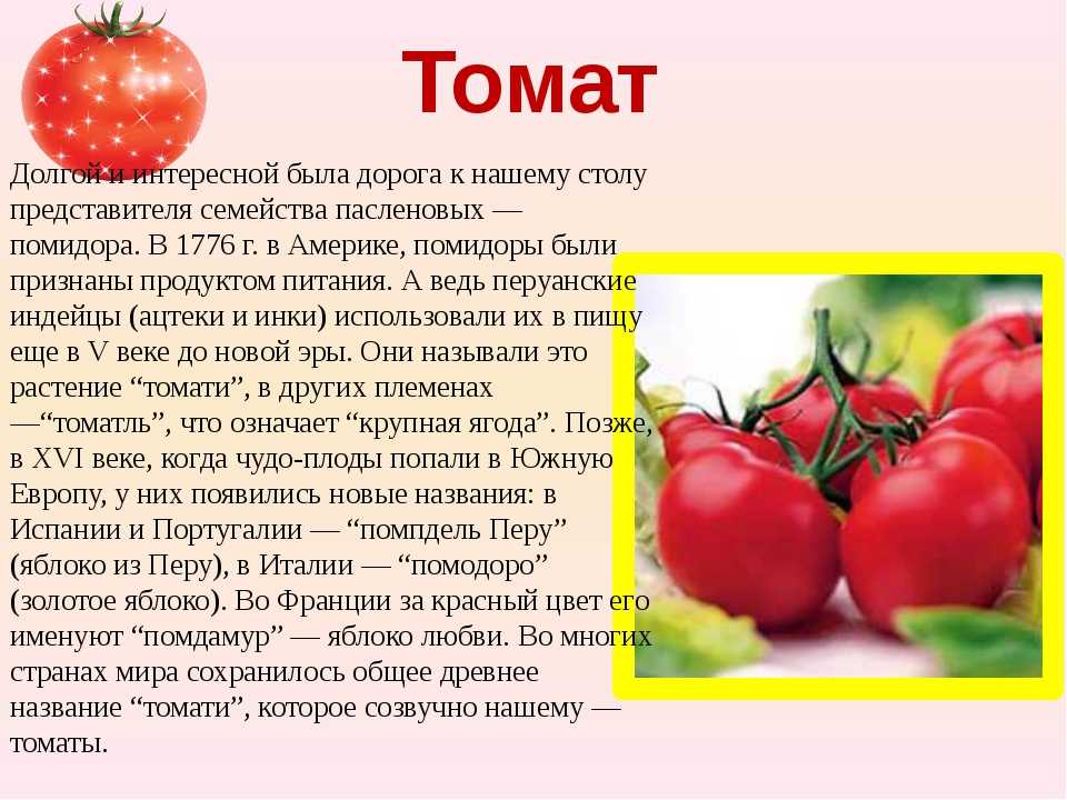 Томат растение биология. Доклад про помидор. Сообщение о помидоре. Томат доклад. Помидор информация для детей.