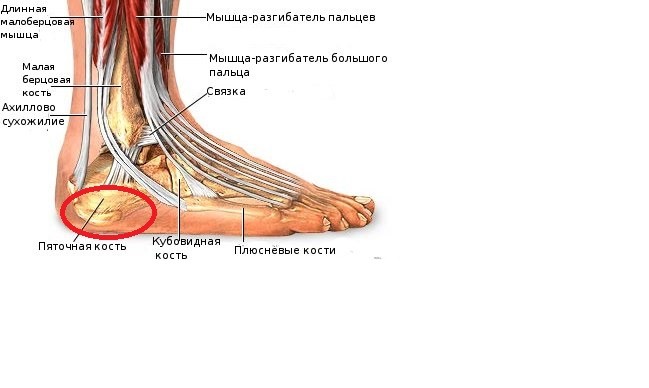 Пятка в разрезе фото