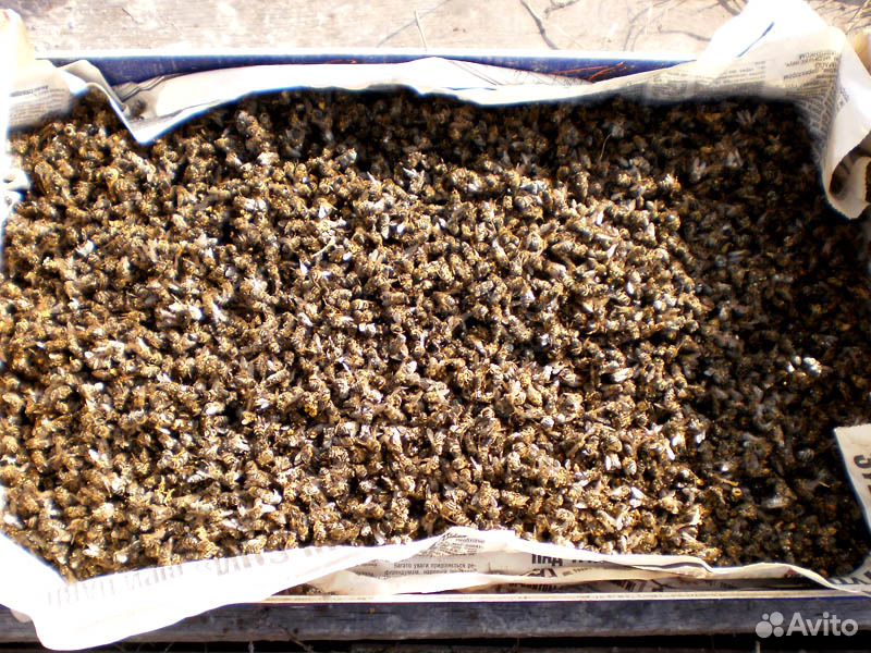 Мор пчелиный от чего: Пчелиный подмор