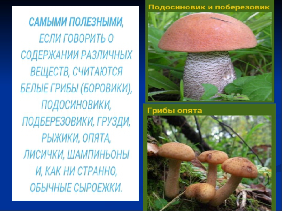 Чем полезен белый гриб для человека. Полезные грибы для человека. Полезные грибы и информация о них. Полезные и вредные грибы для человека. Грибы полезные свойства.