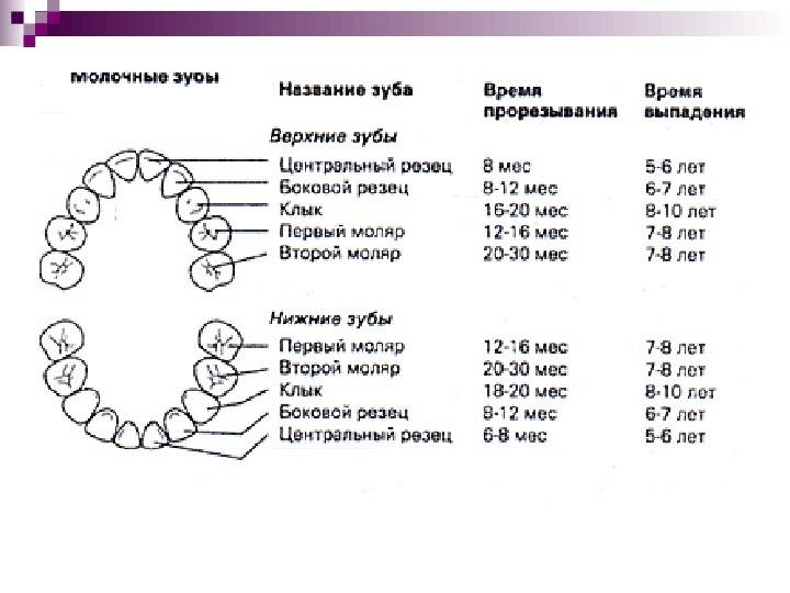 Молочные зубы схема роста