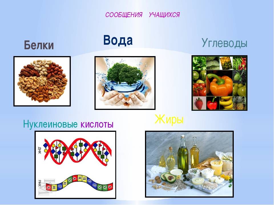 Презентация по химии белки жиры углеводы