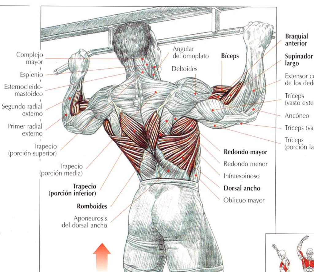 Подтягивания широким какие мышцы работают. Подтягивания супинированным хватом. Подтягивания на турнике какие мышцы. Мышцы при подтягивании. Мышцы при подтягивании на турнике.