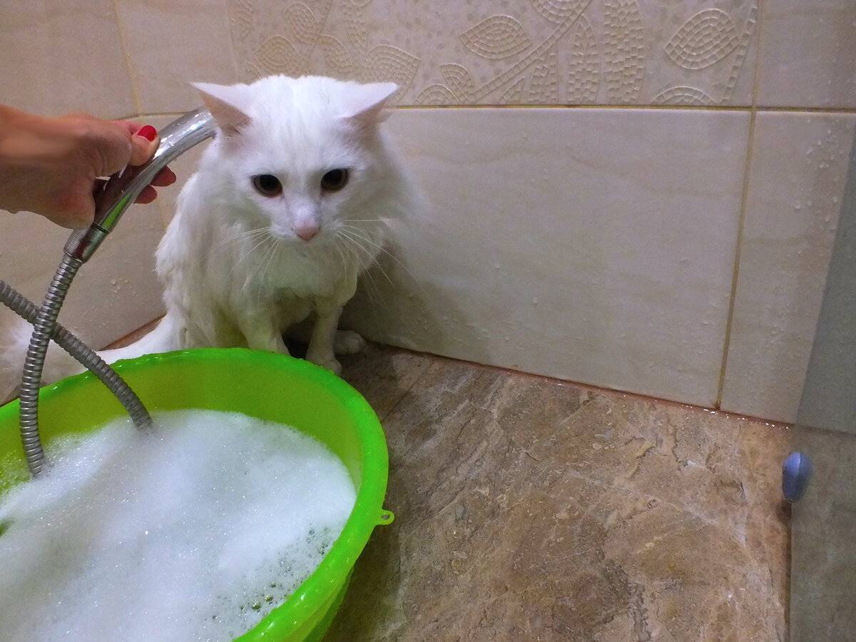 Можно мыть кошек мылом. Мытье кота. Мытый котенок. Приспособления для мытья котов. Мойка кота.