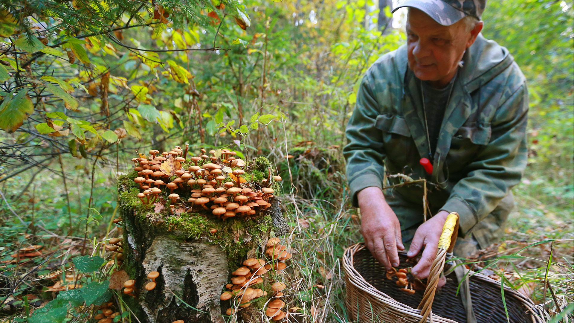 Сбор грибов в Польше