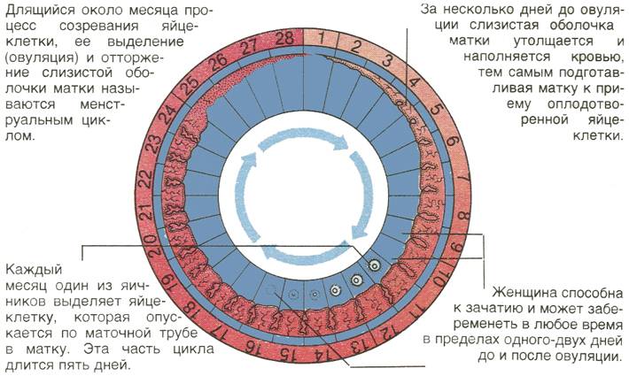 На какой день после месячных наступает овуляция