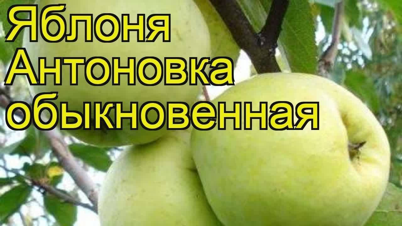 Купить Саженец Яблони Антоновка
