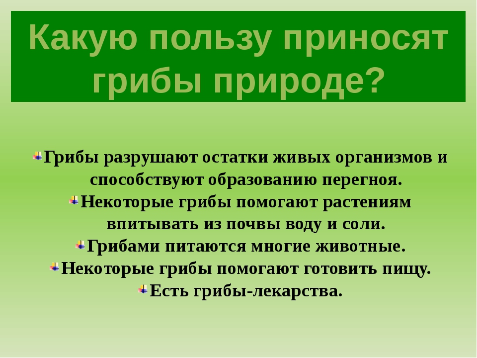 Какую пользу приносят растения. Польза от грибов. Какую пользу приносят грибы природе. Какую пользу приносят пользу. Какую пользу грибы приносят животным.