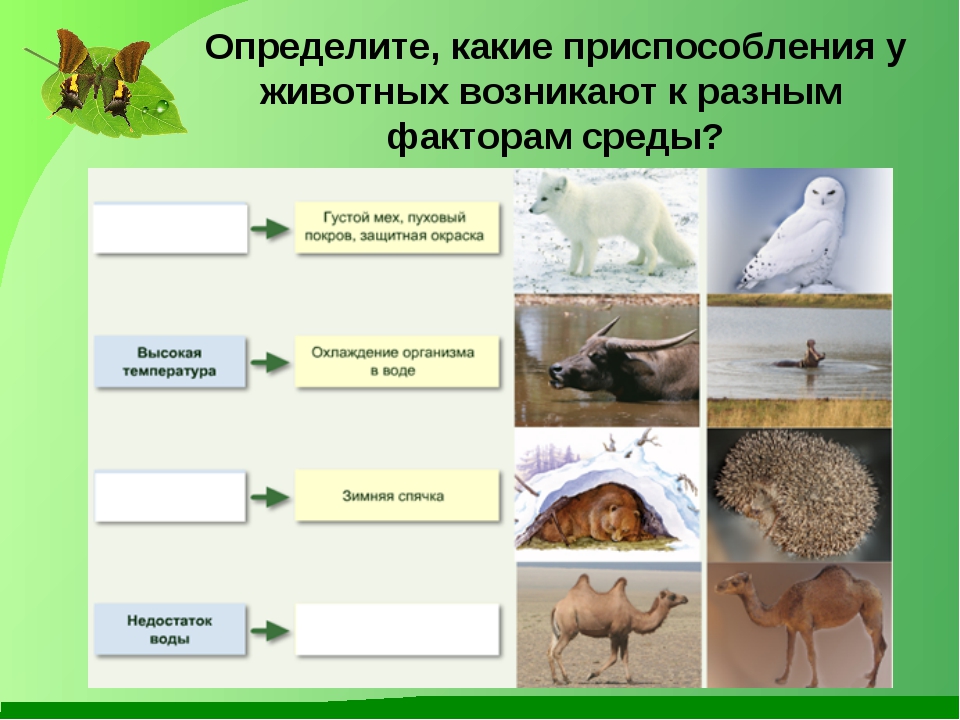 Адаптация животных к среде. Приспособление организмов к условиям среды. Приспособление организмов к факторам среды. Экологические приспособления животных.