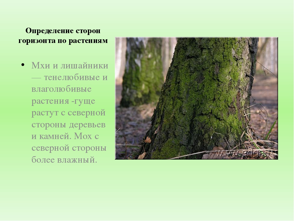 В лесу определить. Ориентирование по мхам и лишайникам. Ориентирование по мху на деревьях. Ориентироваться по мху. Ориентирование по веткам деревьев.