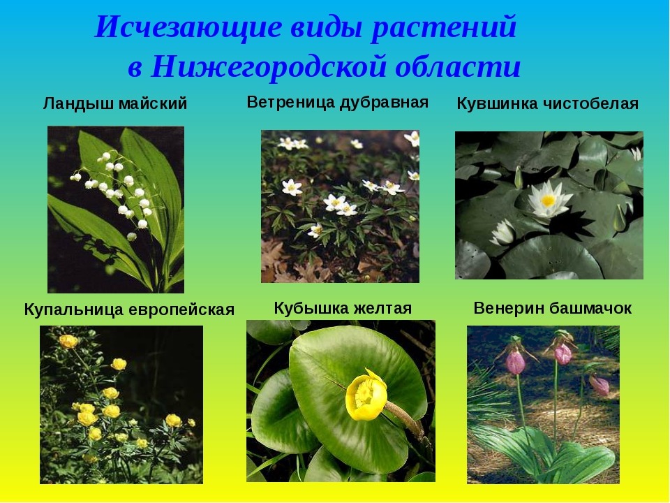 Исчезнувшие растения россии фото и описание