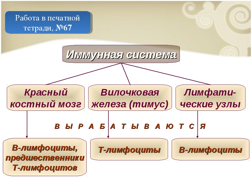 Иммунитет проект 9 класс