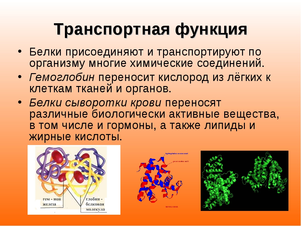 Транспортная функция белков картинки