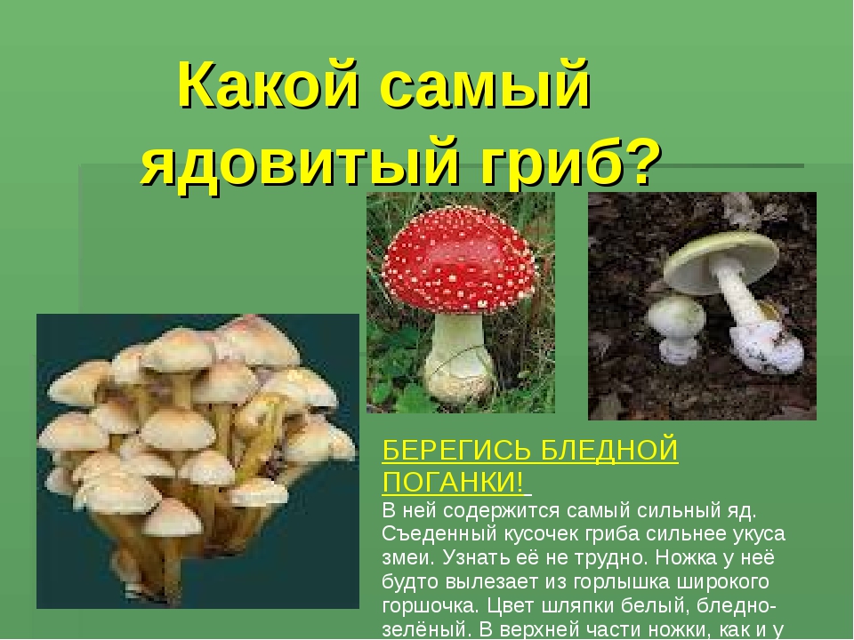 Подготовь сообщение о любых ядовитых растениях грибах. Сообщение о грибах не сьедобные 2 класс. Опасный гриб бледная поганка. Ядовитые грибы доклад. Сообщение о ядовитых грибах.