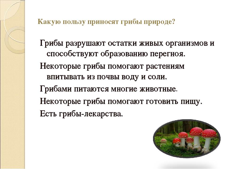 Грибы польза. Какую пользу приносят грибы природе. Польза грибов в природе. Какую пользу грибы приносят животным. Какую пользу приносит растение грибу.