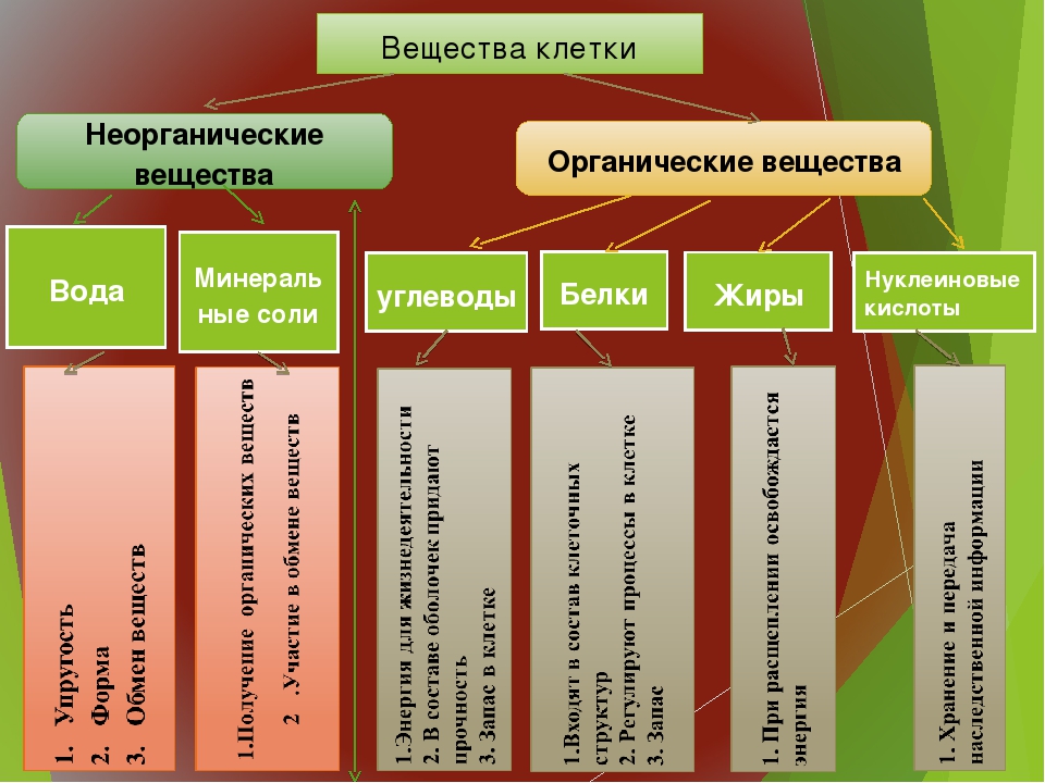 Биологические органические вещества. Белки жиры углеводы нуклеиновые кислоты. Функции белков жиров углеводов и нуклеиновых кислот. Белки жиры углеводы нуклеиновые кислоты таблица. Роль белков жиров и углеводов в клетке.