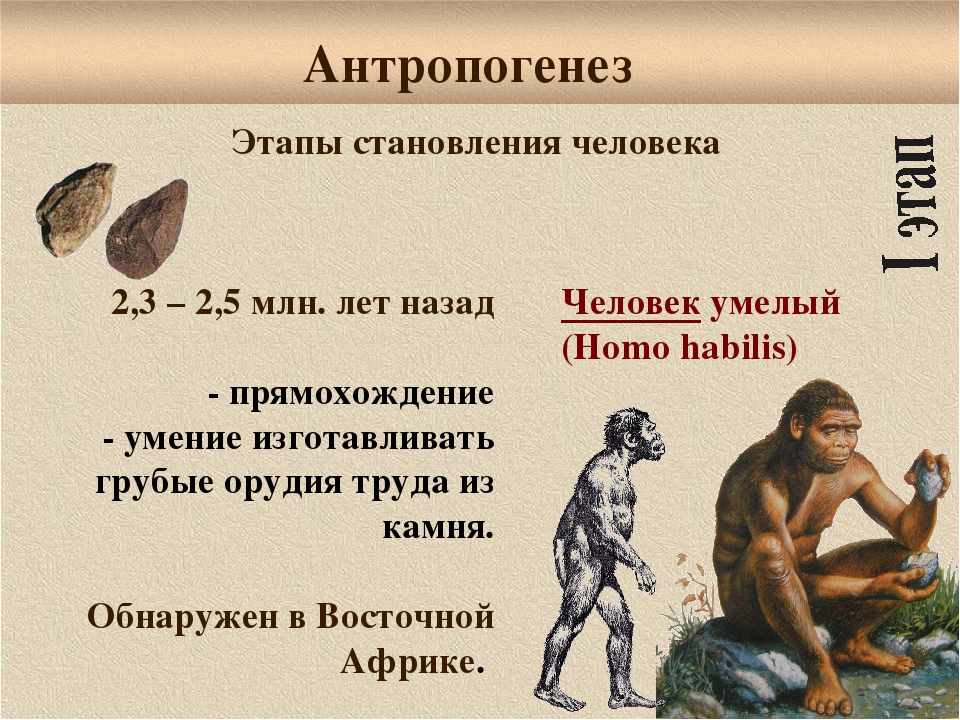 Предки человека кратко. Антропогенез. Этапы антропогенеза человека. Этапы становления человека. Антропогенез это в биологии.