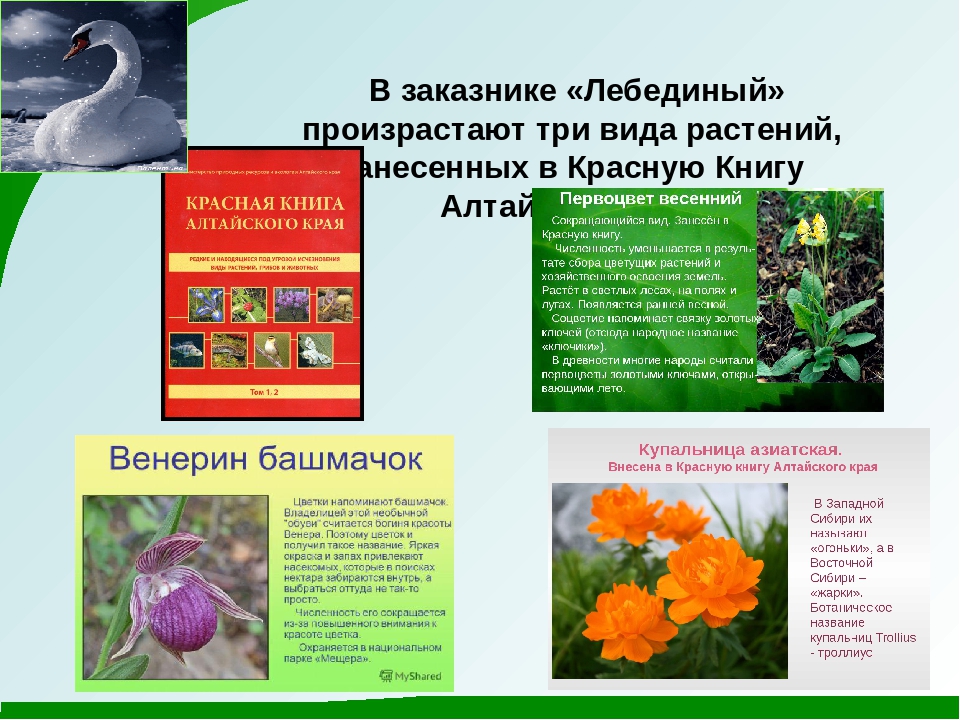 Животные и растения красной книги с описанием и фото