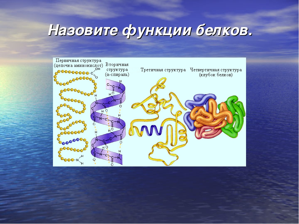 Роль белков в живых организмов. Функции белков. Биологические функции белков. Функции белков в организме. Структура и функции белков.