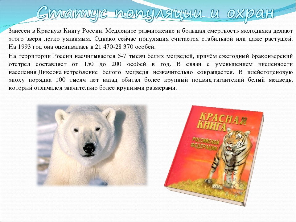 В международную книгу занесены. Красная книга России белый медведь. Белый медведь красная книга описание. Животные занесенные в красную книгу России белый медведь. Белый медведь занесен в красную книгу России.