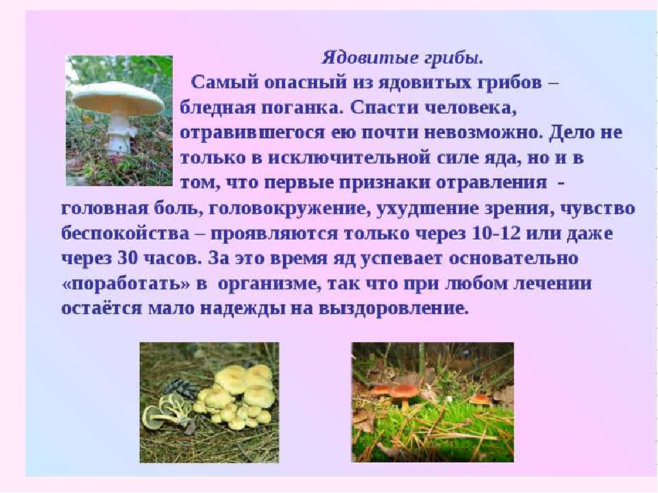 Подготовь сообщение о любых ядовитых растениях грибах. Опасные растения и грибы сообщение. Сообщение о ядовитых грибах 3 класс окружающий мир. Сообщение о ядовитых грибах. Опасные грибы доклад.