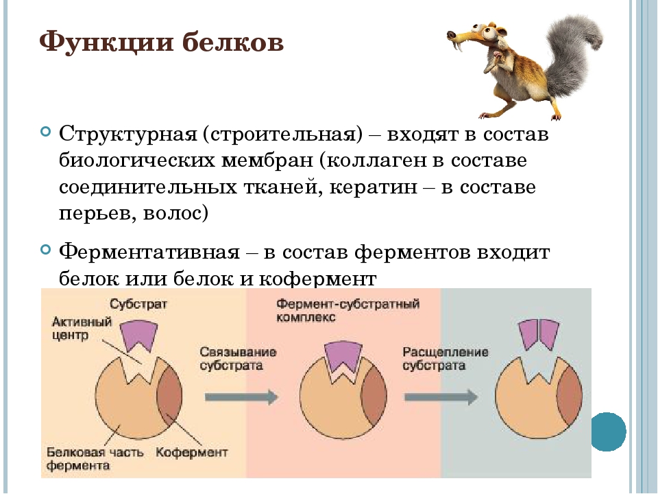 Функции белка. Функции белков кратко 10 класс. Функции белка биология кратко. Белок строение и функции. Функции белков анатомия.