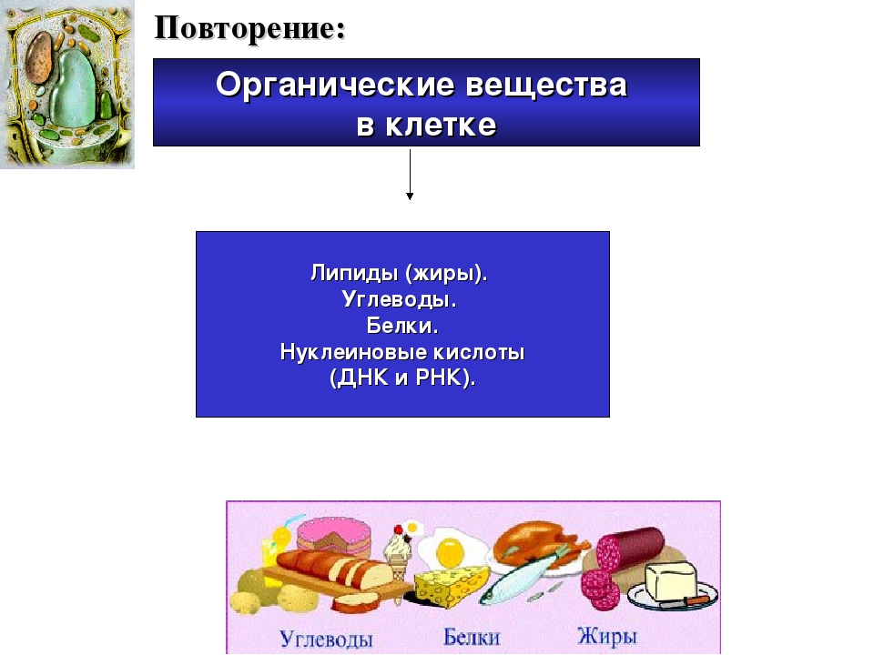 Органические функции белков