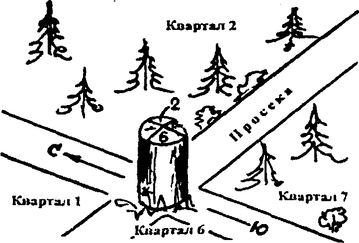 В лесу определить. Как ориентироваться по просекам в лесу. Ориентирование на местности по лесным просекам. Квартальные столбы в лесу ориентирование. Ориентирование по просекам в лесу.