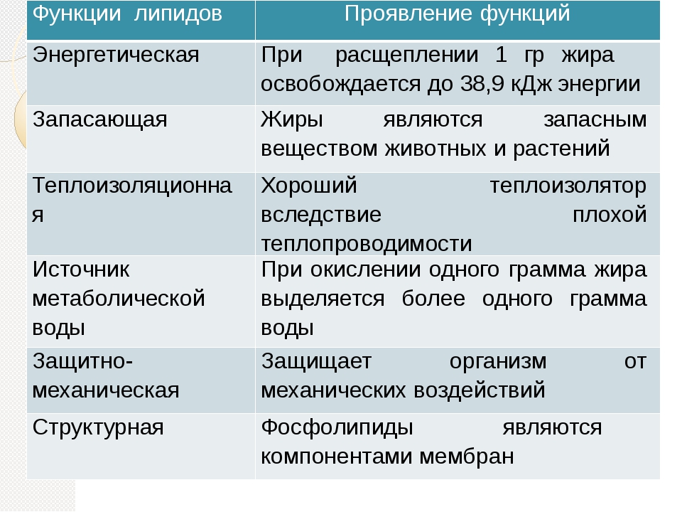 Липиды их строение и функции 10 класс презентация пасечник