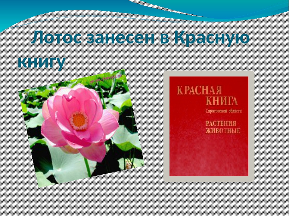 Проект цветы из красной книги