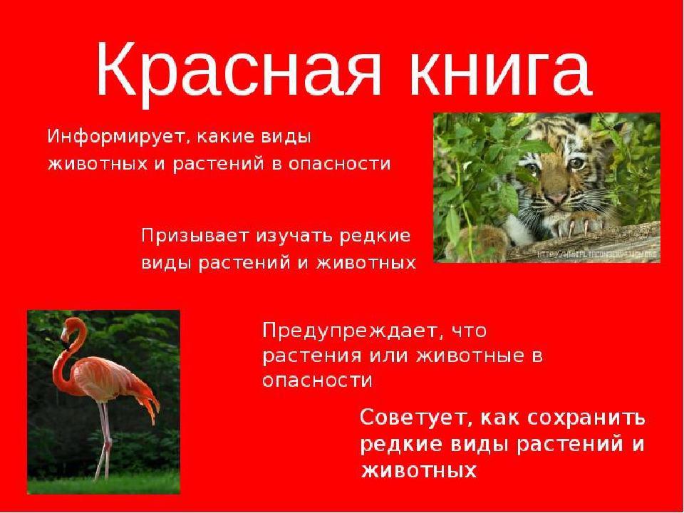 Красная книга животные доклад 4 класс