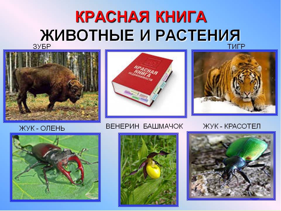 Красная книга россии цвета