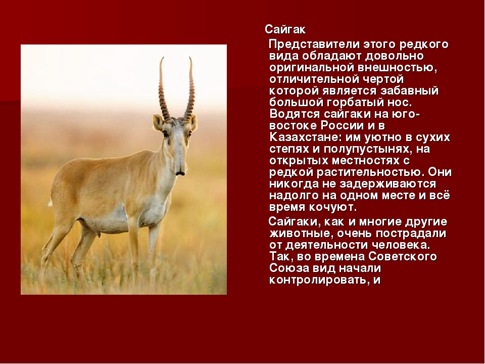 Красная книга казахстана животные
