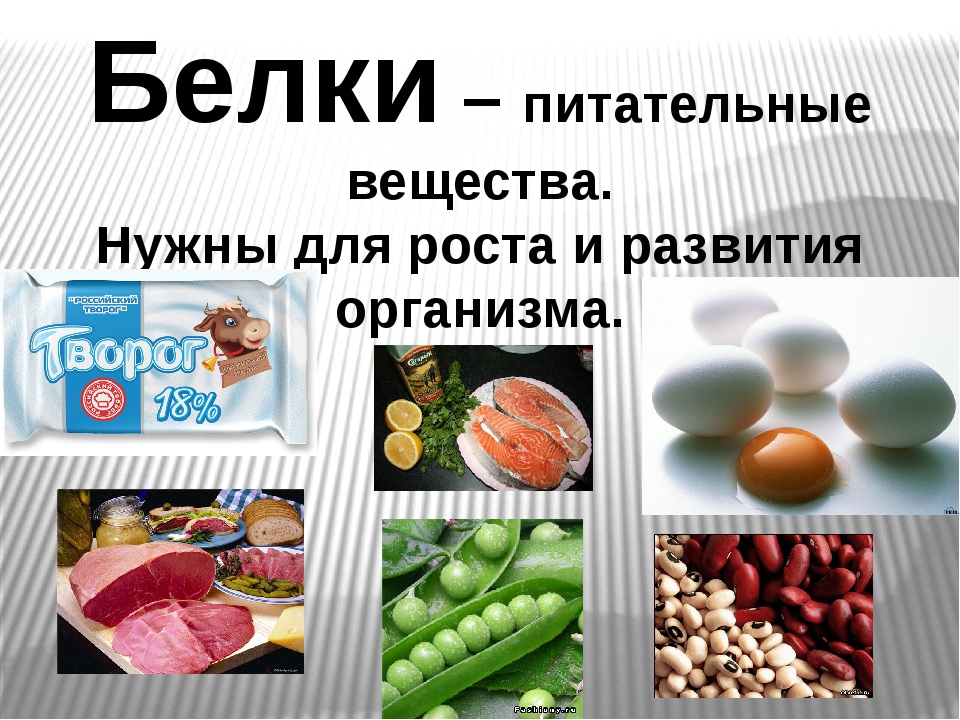 Белки в продуктах презентация