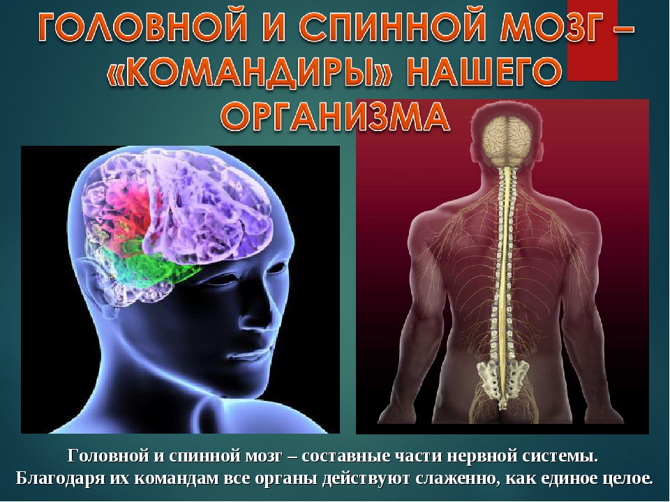 Заболевания головного и спинного мозга. Головной и спинной мозг. Головной и спинной МОЗ. Спинной мозг и головной мозг. Травмы головного и спинного мозга презентация.