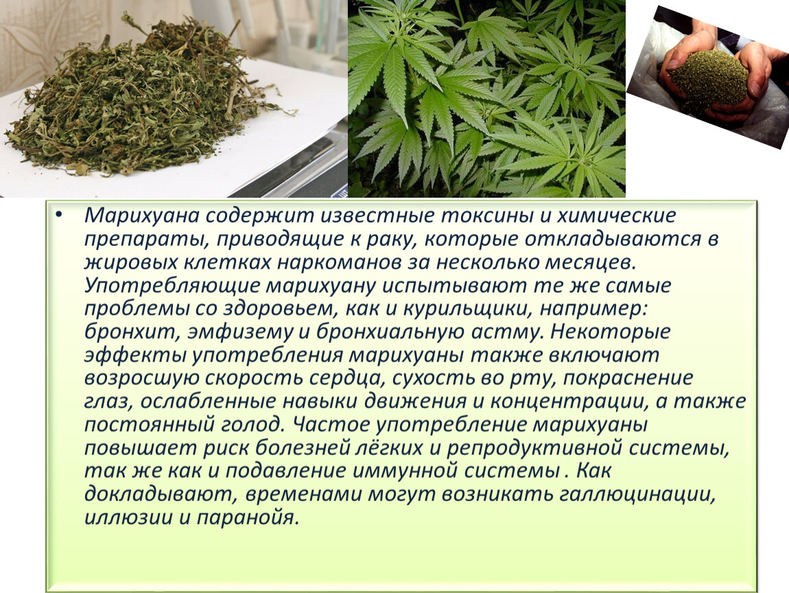 вред организма от употребления марихуаны