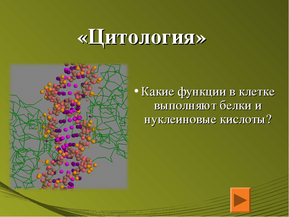 Белок выполняющий. Роль белков и нуклеиновых кислот в клетке. Белки и нуклеиновые кислоты. Белки и нуклеиновые кислоты функции. Белки и нуклеиновые кислоты в клетке.