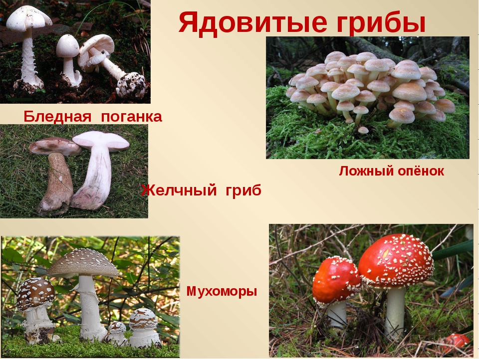 Слово несъедобные. Проект Лесные опасности несъедобные грибы. Несъедобные Лесные грибы 2 класс. Название опасных грибов. Ядовитые Лесные гри.
