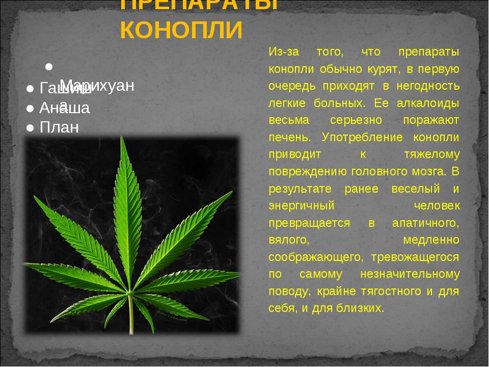 Что будет если нашли коноплю заказать семена марихуаны в казахстан