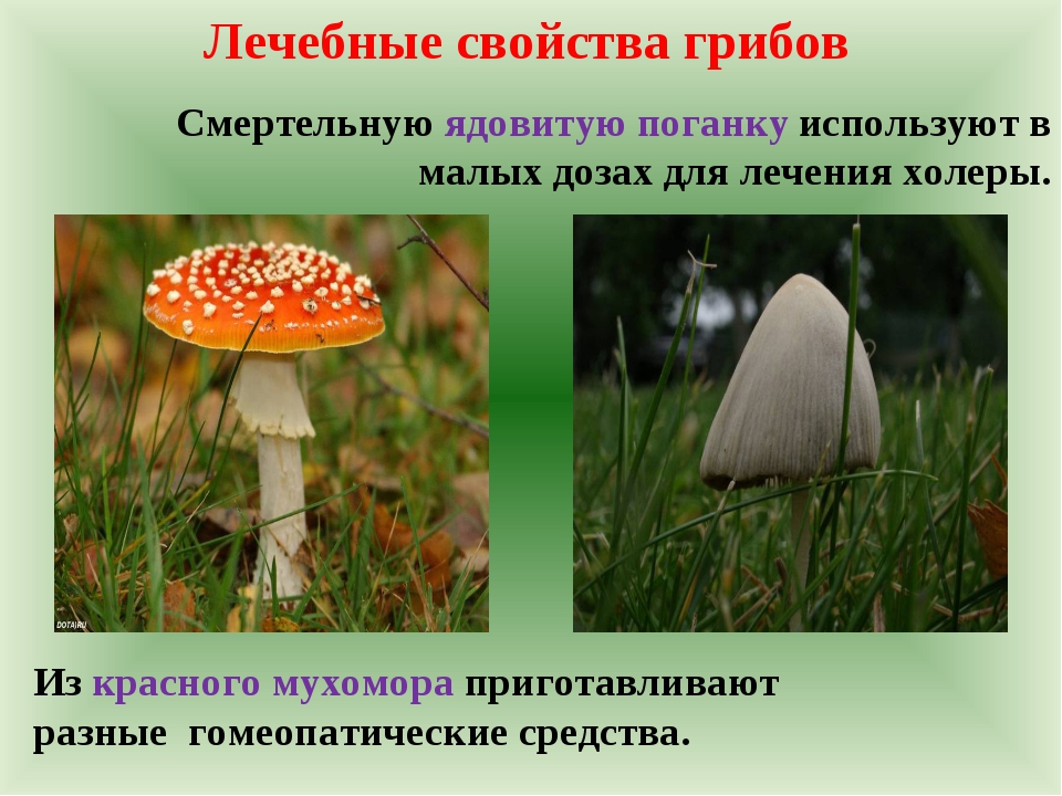 Польза есть грибы. Полезные грибы для человека. Полезные и вредные грибы для человека. Полезные свойства ядовитых грибов. Целебные свойства грибов.