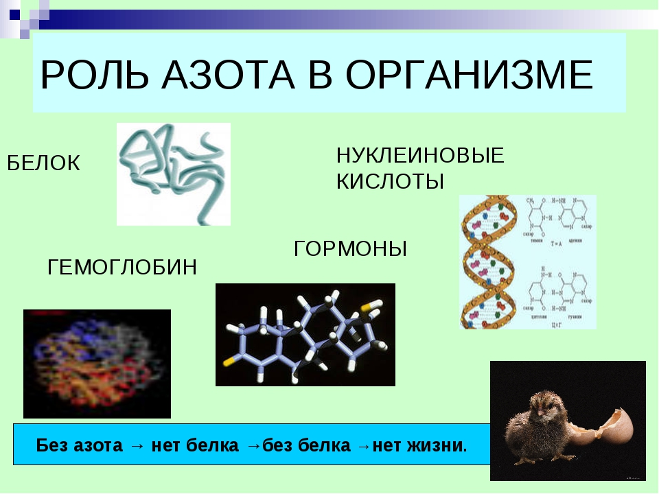 Белки роль в живых организмах. Роль азота в живых организмах. Роль азота в организме человека. Азотистые соединения в организме. Роль азота в организме животных.