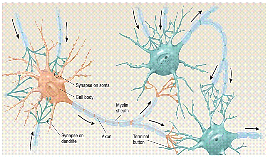 Восстановление нейронов головного мозга. Neuron Synapse. Synaptic connections. Neurons Synapse Convergence. Gan neuron net.