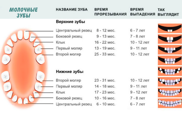 Схема роста зубов у детей до года фото схема