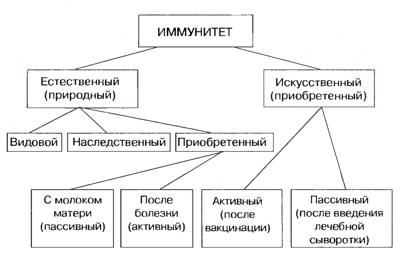 Разновидности иммунитета схема обж