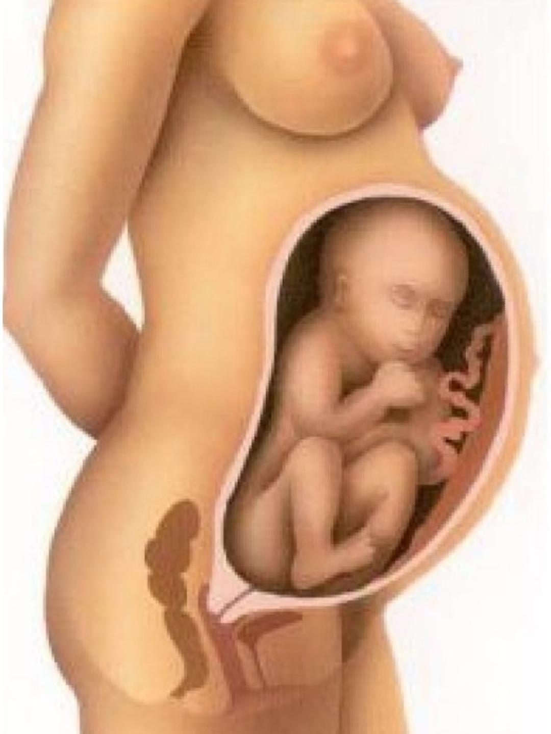 Как лежит малыш в животе. Расположение ребенка в утробе матери на 30 недели беременности. Плод на 31 неделе беременности. 31 Неделя беременности фото плода. Малыш на 31 неделе беременности.