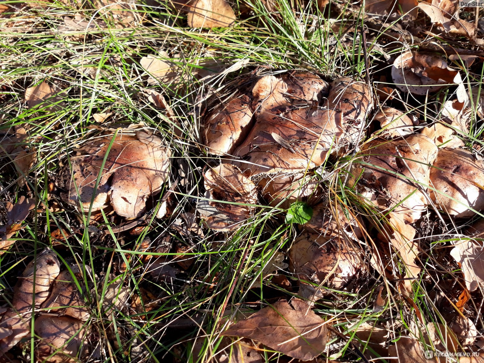 Весной есть грибы. Грибы в Ахтубинской пойме. Грибы Волго Ахтубинской Поймы. Съедобные грибы Ахтубинской Поймы. Грибы растущие в октябре.
