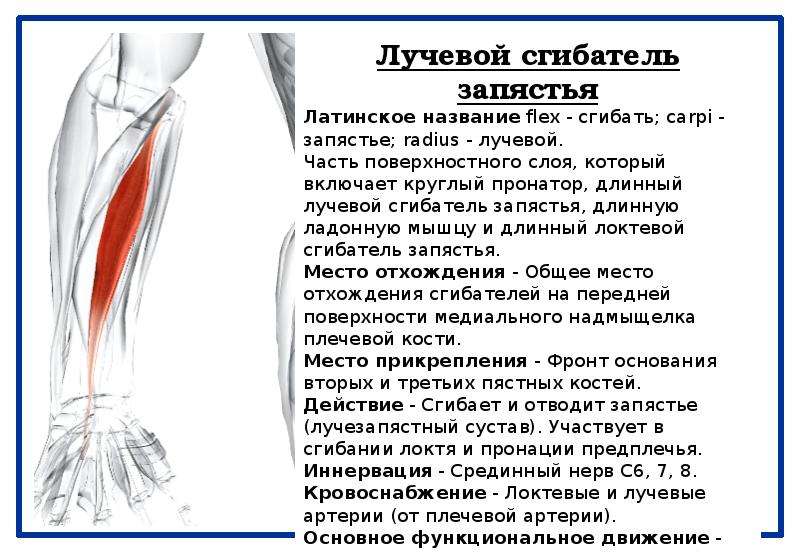 Локтевой сгибатель запястья. Локтевой сгибатель и лучевой сгибатель запястья. Локтевой сгибатель кисти иннервация.