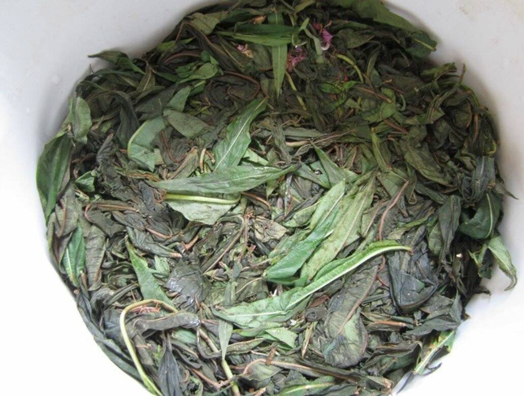 Как приготовить листья чая. Копорский чай.