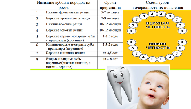 Порядок появления зубов у детей. Схема прорезания зубов у малышей. Схема молочных зубов у детей. Во сколько у ребенка появляются зубы