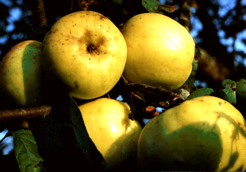 Фото яблоня антоновка золотая описание фото